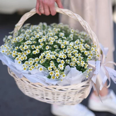 Ромашки полевые в корзине